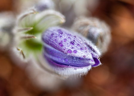 purple spring flowers, Pulsatilla patens in spring on a natural background, spring