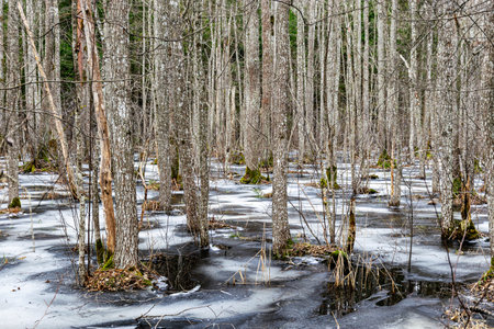 Flooded forest, forest wetland, melting snow and ice, puddles of water between tree trunks reflecting forest and tree shadows, Slokas nature trail, Latvia, springの写真素材