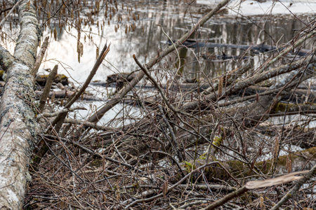 old trees in the forest, fallen trees, early spring, dry leaves and grass covering the groundの写真素材