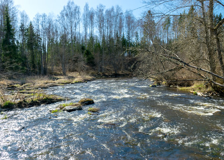 view of the banks of a small wild river in spring, a rugged section of the river with stones in the...
