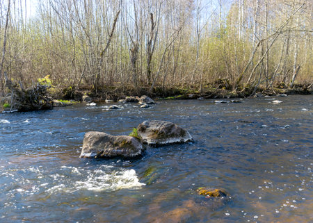 view of the banks of a small wild river in spring, a rugged section of the river with stones in the...