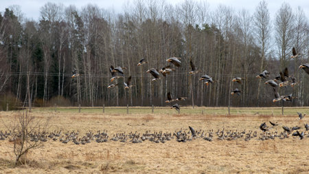Landscape with a migratory bird flock in a goose field, landscape seasonal bird migration, many wild geese in a field in the Latvian wildernessの写真素材