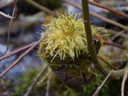 fragments of the first spring plant on a blurred background