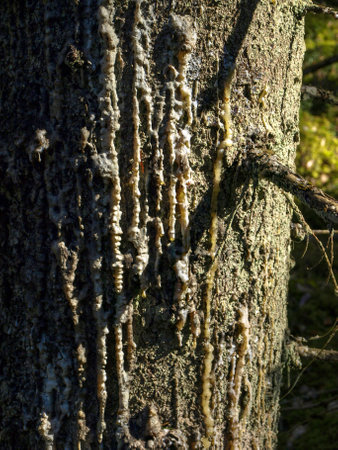 a drop of resin on a dried tree of gray color, resin flows from a damaged tree fresh drops, wood resin flowing from spruceの写真素材