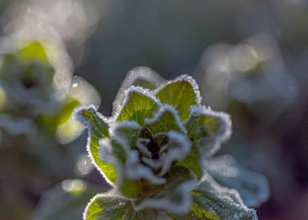 abstract ice, water and plant fragments, cold frosty morning in spring, flower fragments, selective focus, springの写真素材