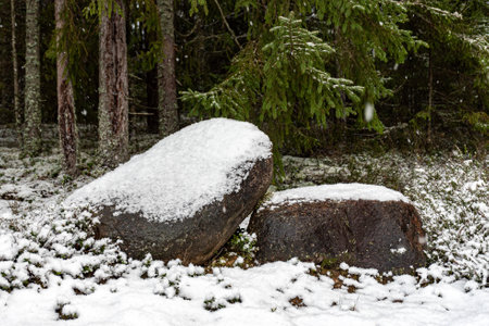 winter landscape with forest, magical snow-covered trees, snow-covered stones, gorgeous winter day, Latviaの写真素材