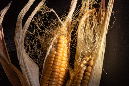 still life, close-up of corn, Zea mays, Common corn is a cereal crop, macro photographyの写真素材