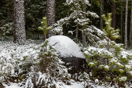 winter landscape with forest, magical snow-covered trees, snow-covered stones, gorgeous winter day,...
