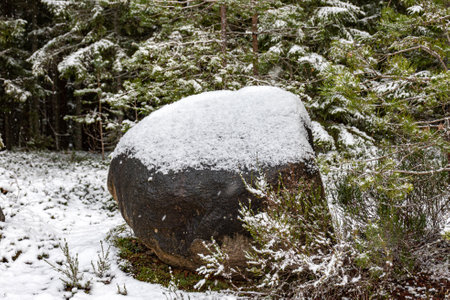 winter landscape with forest, magical snow-covered trees, snow-covered stones, gorgeous winter day, Latviaの写真素材