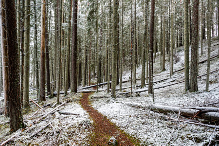 winter landscape with forest, magical snow-covered trees, gorgeous winter day, Latvia