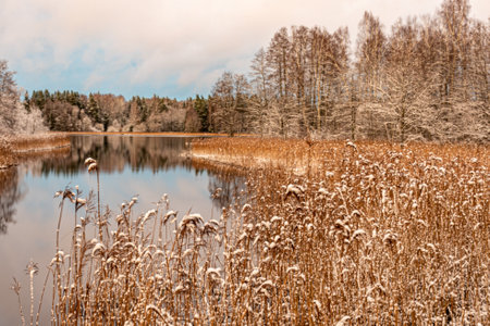 beautiful winter landscape with river source, light snow on trees and old reeds, reflections,...