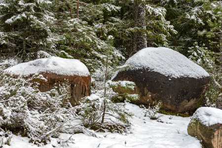 winter landscape with forest, magical snow-covered trees, snow-covered stones, gorgeous winter day, Latviaの写真素材