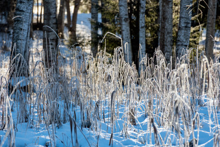 a wonderful winter day, trees and grass covered with frost, nature is adorned with frost and snow, winterの写真素材