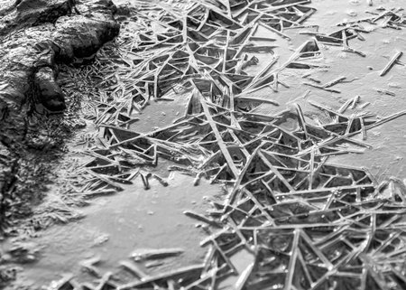 beautiful, frozen winter scene, reminiscent of charming lace, frost has decorated the ground, winterの写真素材