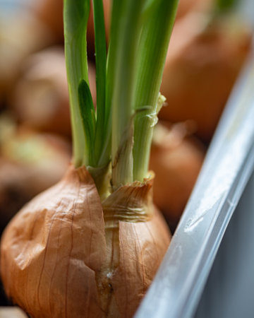 photo of onion and leeks, fresh greens, vegetarian diet, vitamins in winter