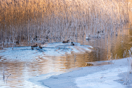 a wonderful winter day, trees and grass covered with frost, nature is adorned with frost and snow, winterの写真素材