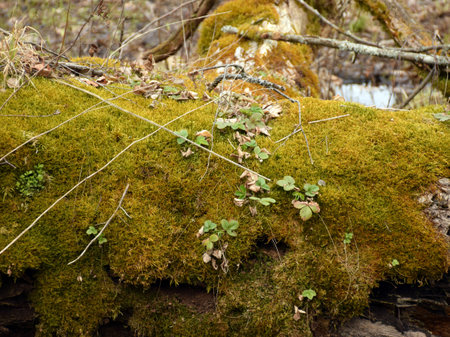 fragments of the first spring plant on a blurred background