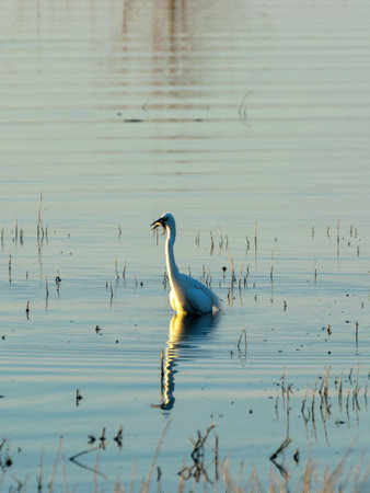 great egret catching a fish in a lake, Burtnieku lake, Latviaの写真素材