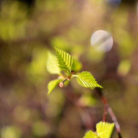 fragments of the first spring leaves on a fuzzy background, birch leavesの写真素材