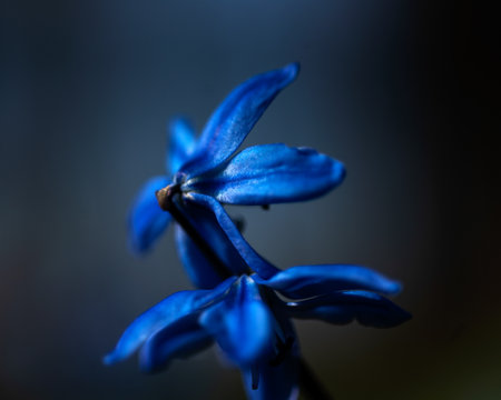 One of the earliest blooming spring bulbs, Scilla siberica, in spring on a natural background, springの写真素材
