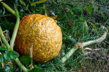 pumpkin in the garden, autumn harvest time, gardener's concept, autumn harvest, macro photographyの写真素材