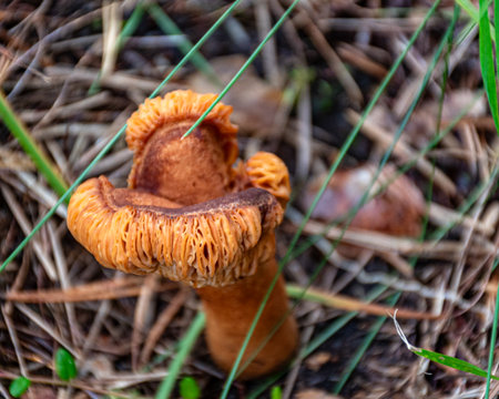 wild mushroom close-up, mushrooms in the forest, macro photographyの写真素材