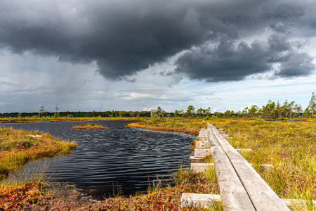 wooden footbridge in the bog, traditional bog vegetation, Nigula nature reserve is Nigula bog, a...