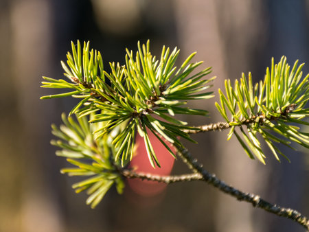 a photo with a pine branch in the foreground on a blurred lake background