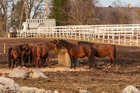 horses eating hay in a field, horses in a fieldの写真素材