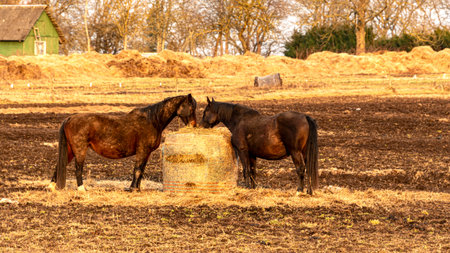 spring landscape with horses, horses eating, early spring in nature, beautiful sunset colors