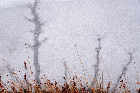ice and water formations resembling trees, swamp pond, winter day
