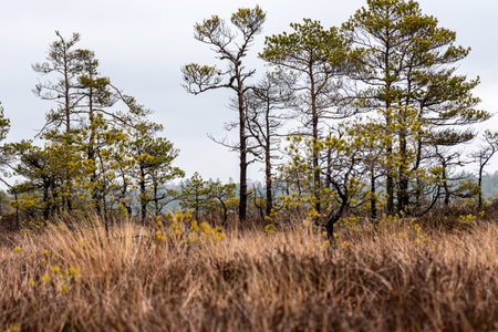 swamp landscape without snow, swamp vegetation in winter, pine trees, old grass, moss, winterの写真素材