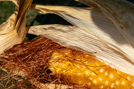 still life, close-up of corn, Zea mays, Common corn is a cereal crop, macro photographyの写真素材