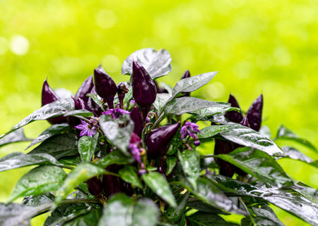 photo of juicy, beautiful chili peppers, gardener's concept, summerの写真素材