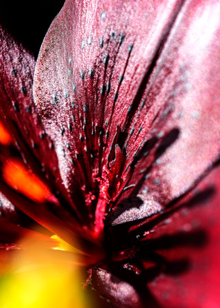 close up of dark red lily, beautiful summer flower, macro photographyの写真素材