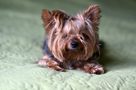 wonderful portrait of a happy dog on a neutral light green background, yorkshire terrier puppy