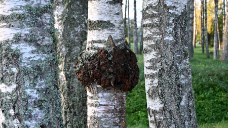 picture with Black chaga mushroom found on the birch trees in the middle of the forest