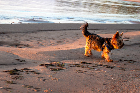 Magical sunset by the sea, a happy dog running on the seashore, the last rays of the sun reflected...