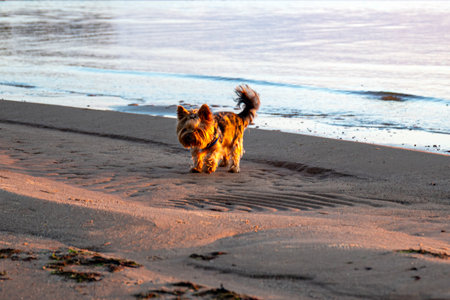 Magical sunset by the sea, a happy dog âârunning on the seashore, the last rays of the sun reflected on the calm sea surface, TÅ«ja beach, Vidzeme seaside, Latviaの写真素材