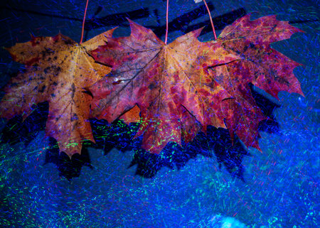 colorful maple leaves with a bright illuminated background, light paintings, luxurious autumn theme,...