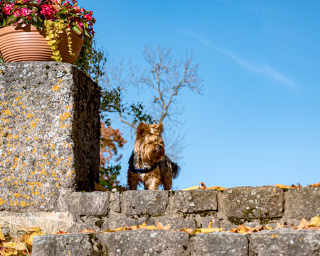 colorful and bright leaves against the blue sky, small dog in the park, autumn colors in nature, yellow leavesの写真素材