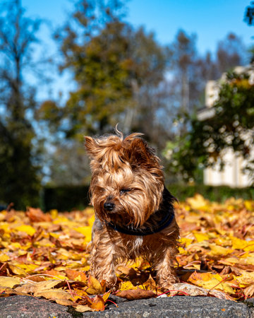 colorful and bright leaves against the blue sky, small dog sitting in the park, autumn colors in nature, yellow leavesの写真素材