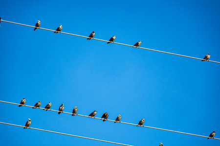 small birds sitting on wires, bird migration in spring and autumn, autumn landscapeの写真素材