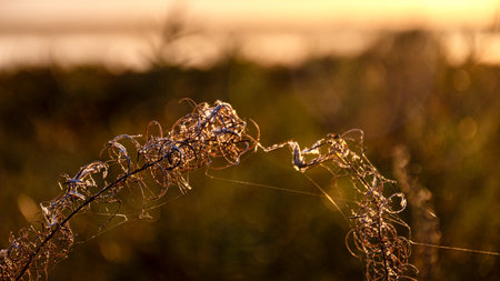 autumn plant silhouettes against the sunset sky on the shore of the lake in the evening lightの写真素材
