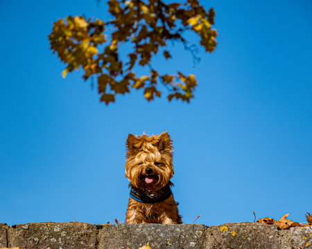 colorful and bright leaves against the blue sky, small dog sitting in the park, autumn colors in nature, yellow leavesの写真素材