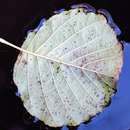 autumn leaf texture, tree leaf close-up, fine leaf veinsの写真素材