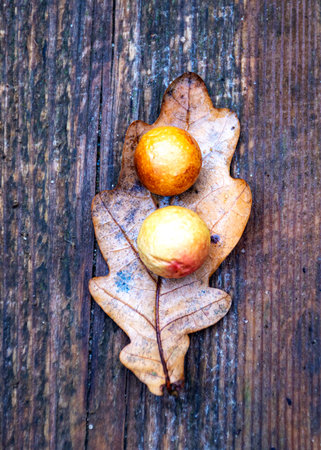 autumn leaf texture, tree leaf close-upの写真素材
