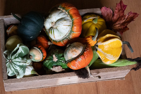 still life with various pumpkins, large and small, pumpkins of different shapes, autumnの写真素材