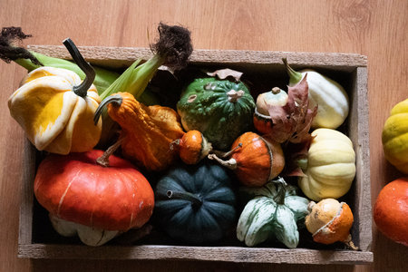 still life with various pumpkins, large and small, pumpkins of different shapes, autumn