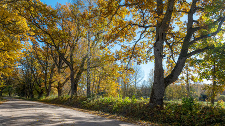 colorful autumn landscape with a road and an old tree alley, autumn nature, sunlit trees on an autumn day, Latviaの写真素材